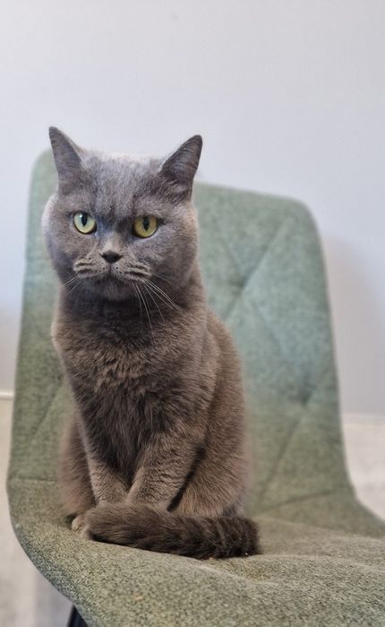 Kotka brytyjska niebieska