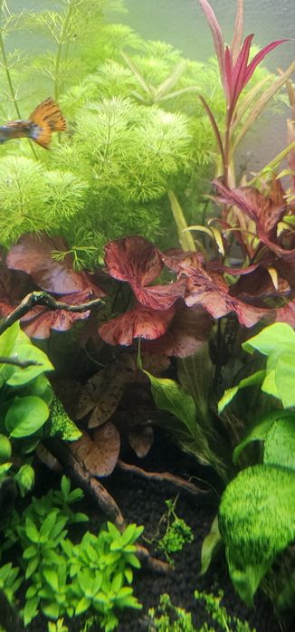 Lotus tiger planta de aquario