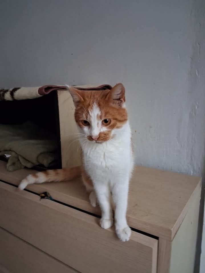 Ostoja Mruczków. Zygmunt do adopcji