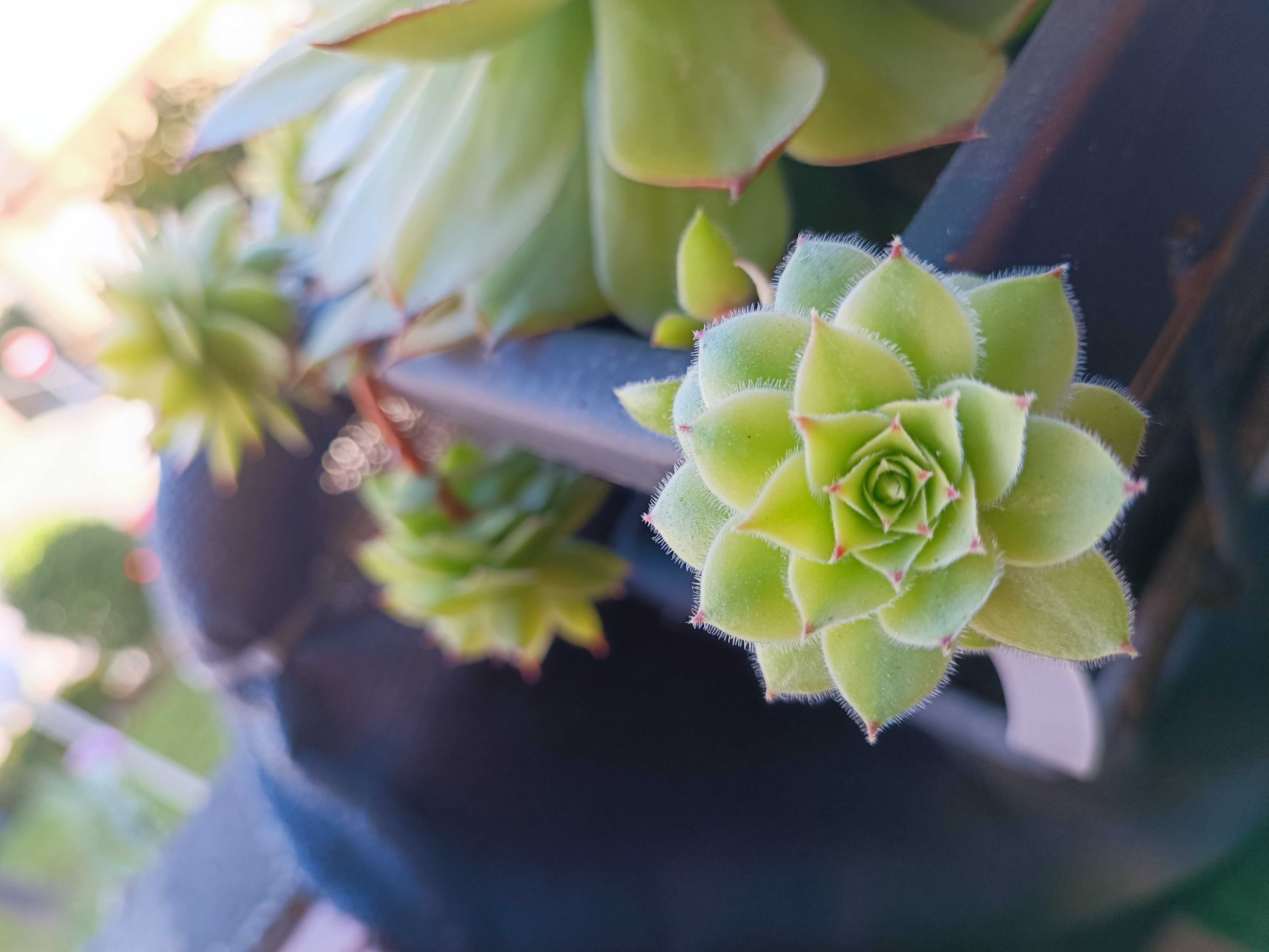 Suculentas Sempervivum Tectorum