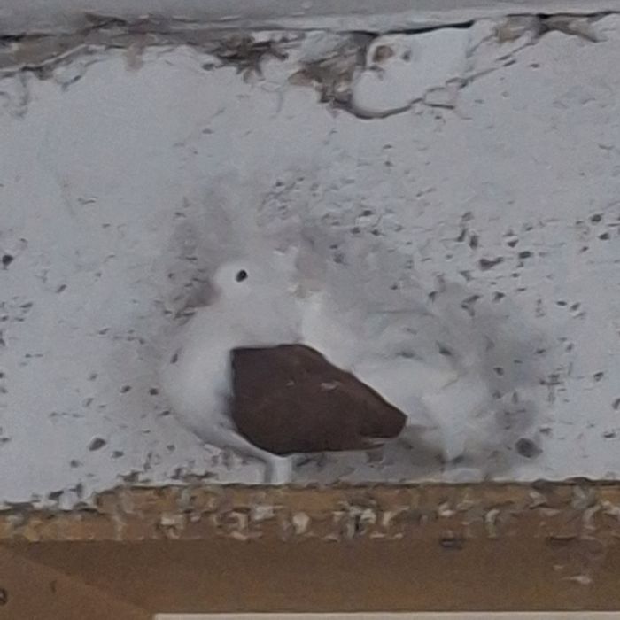 Pawiki boki żółty czerwone