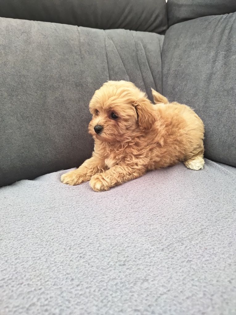 Maltipoo gotowe do odbioru