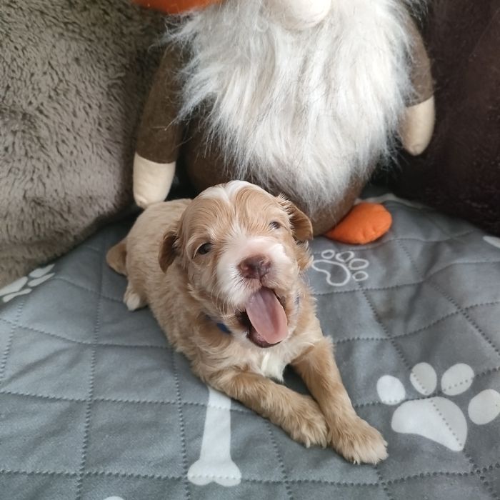 Prześliczny piesek Maltipoo f1