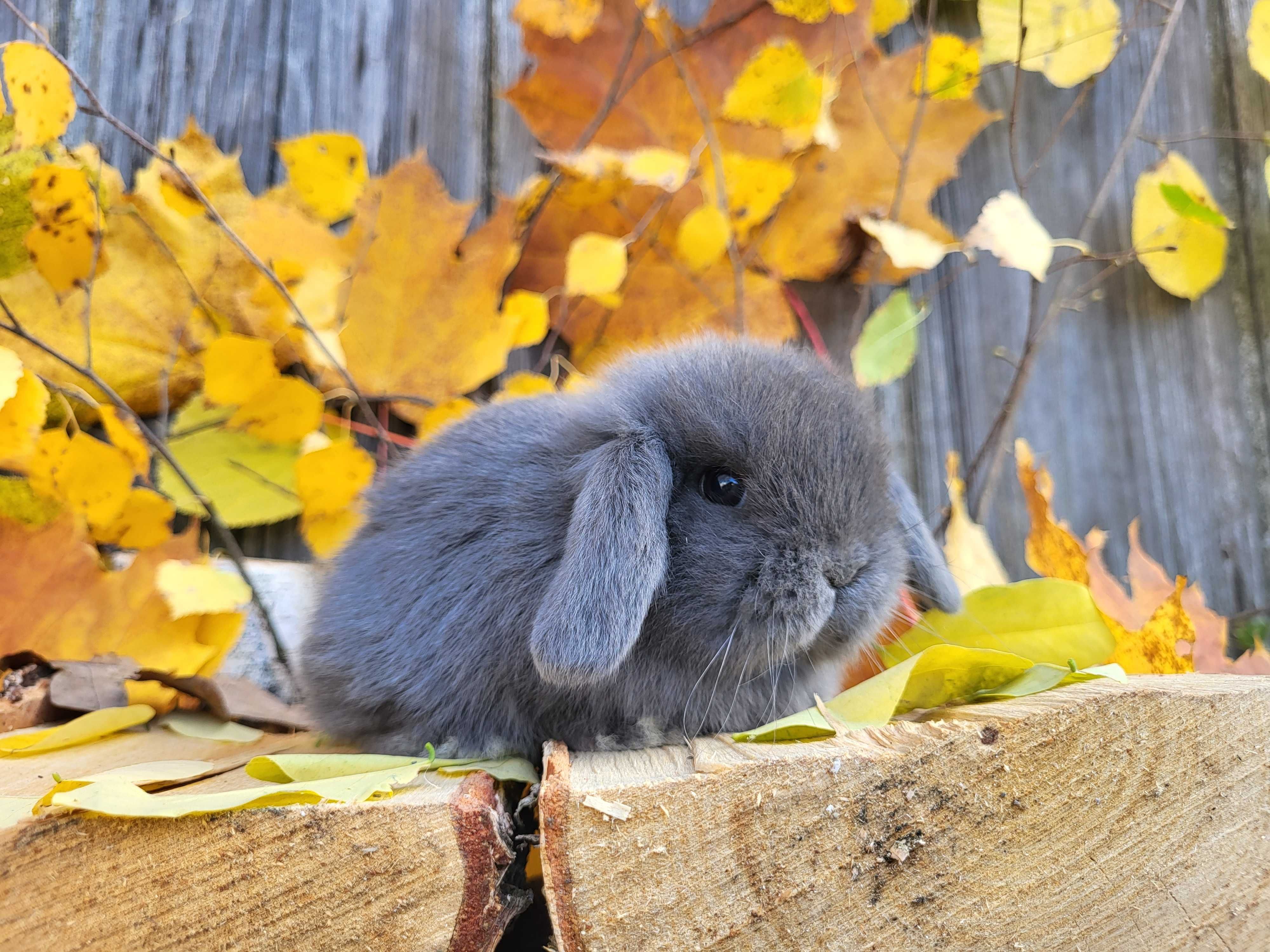 Urocze króliczki Teddy i Mini Lop.