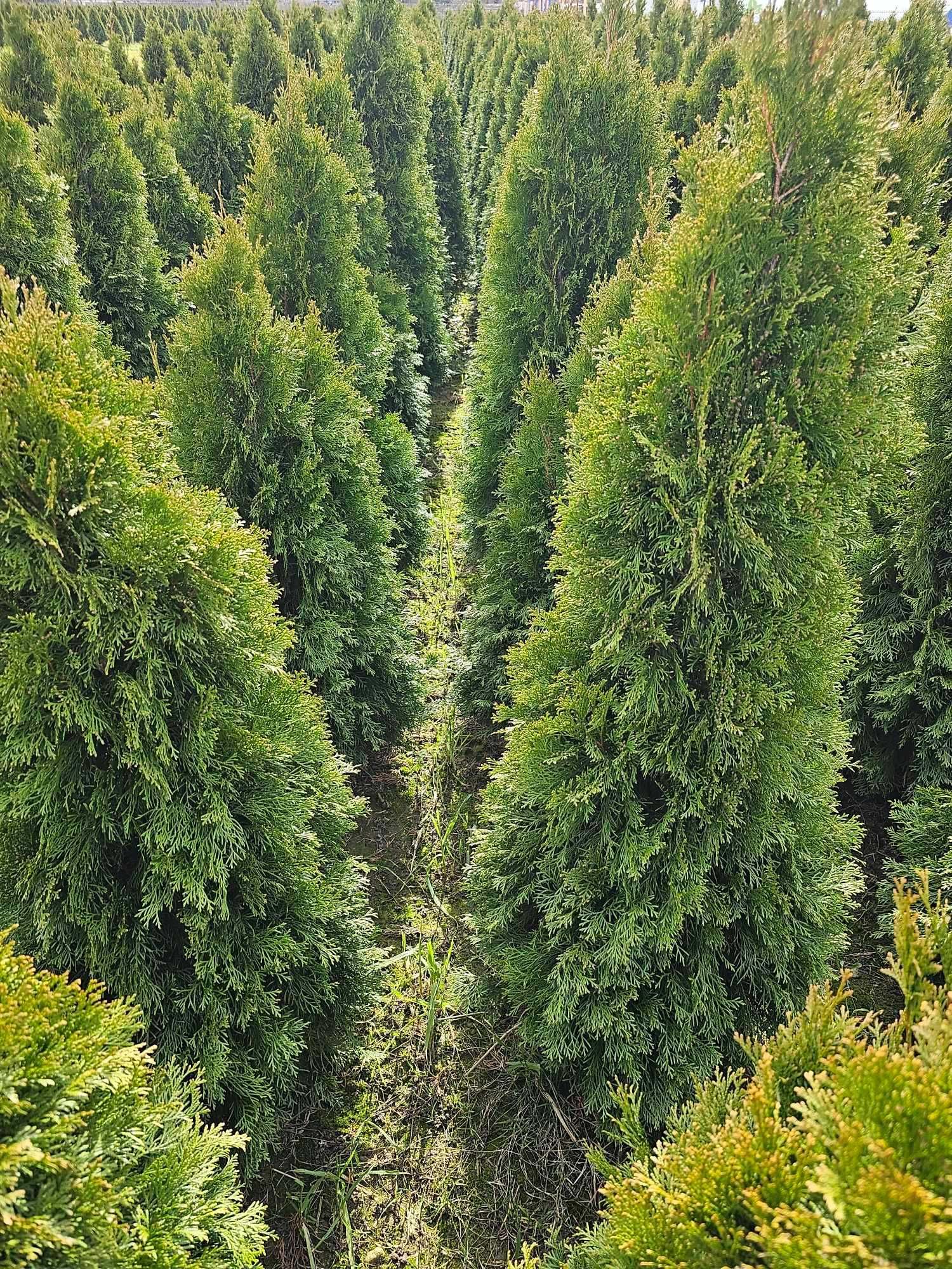 Thuja ( tuja)szmaragd  od 140 do 160 cm = 40 zł  – Warszawa