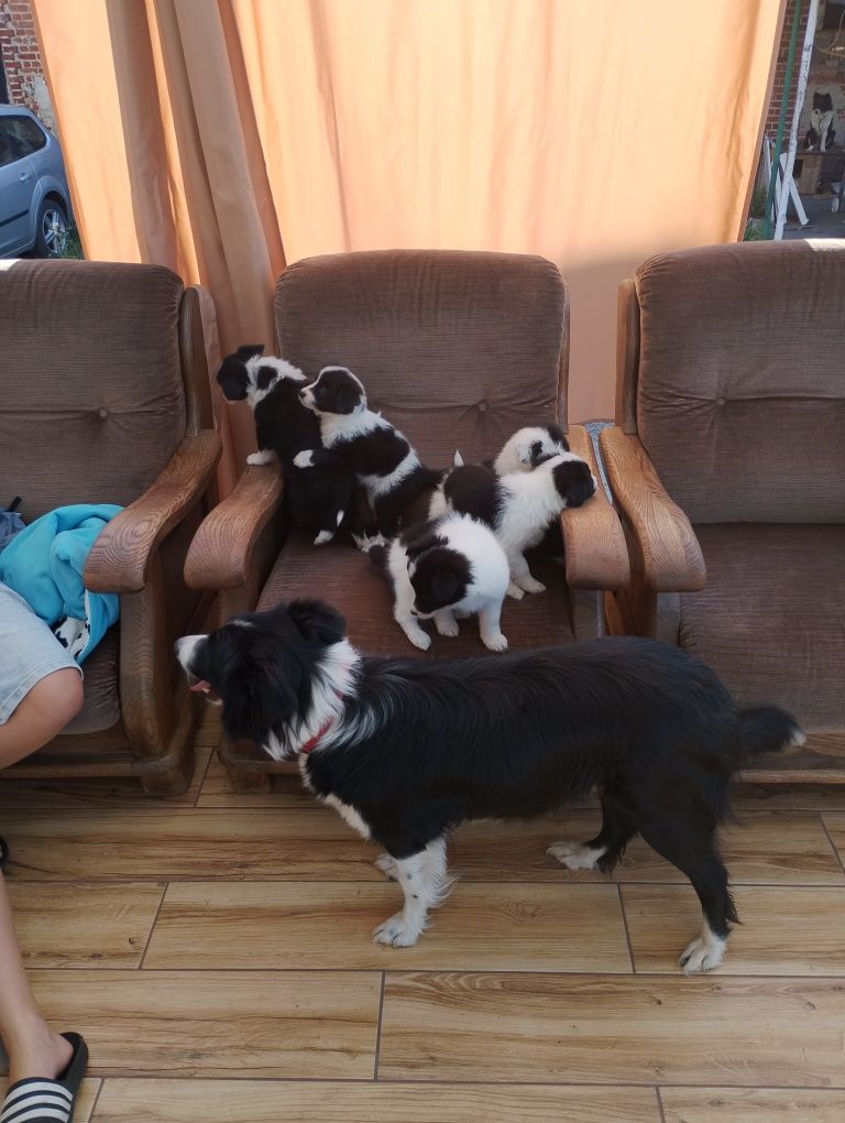 Border collie suczka