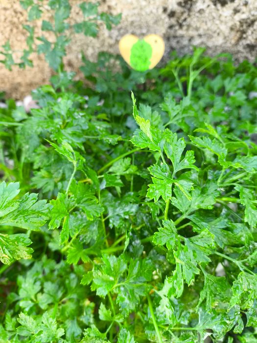 venda de ervas aromáticas e chás