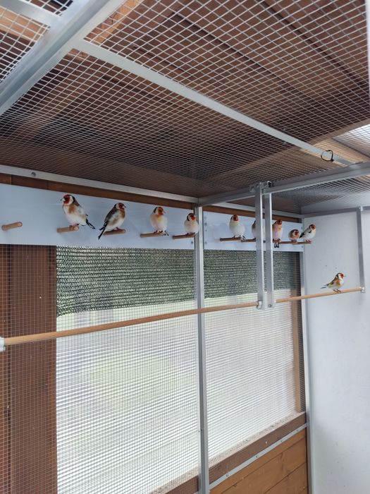 Szczygły Syberyjskie Major