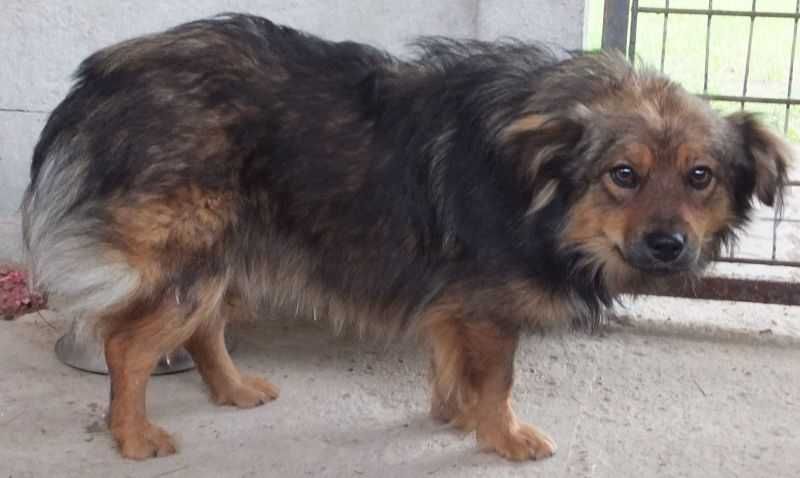 Czerniś nieduży wilczasty pies do adopcji