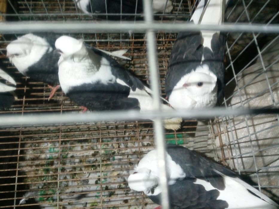 Sprzedam mewk i inne