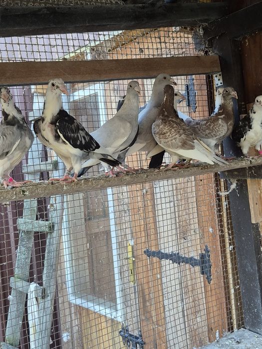 Gołebie Staropolskie