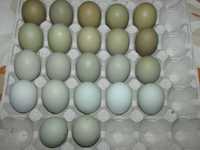 Яйца-на-інкубацию-Амароукана