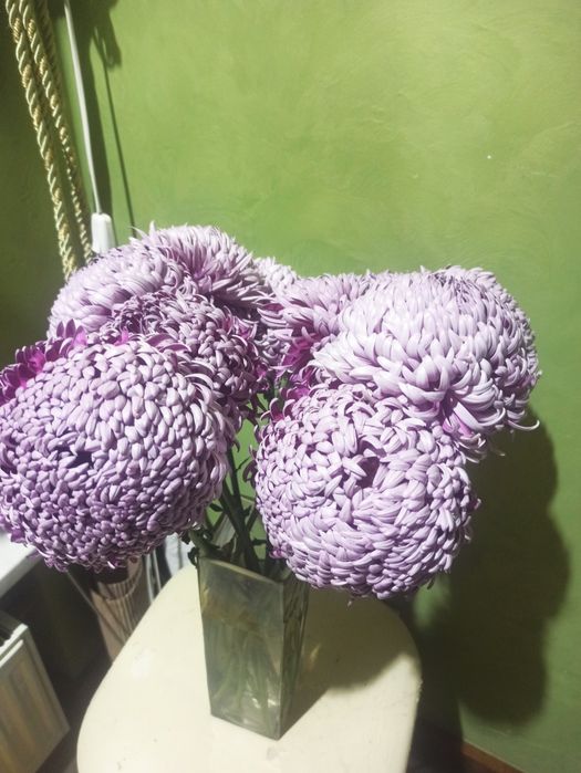 Хризантема бигуди, черенки