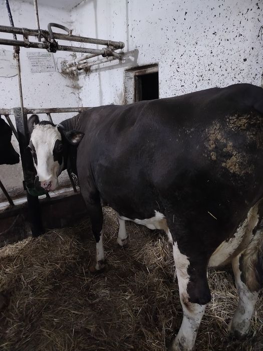 Sprzedam krowę cielną
