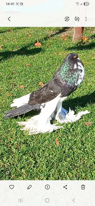 Witam sprzedam garlacza pomorskiego samica  czarna w rysunku