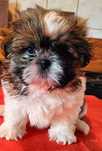 Shih Tzu szczeniaczek piesek
