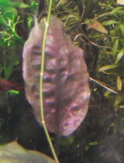 Cryptocoryne cordata siamensis brązowa