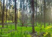 Terreno  para venda