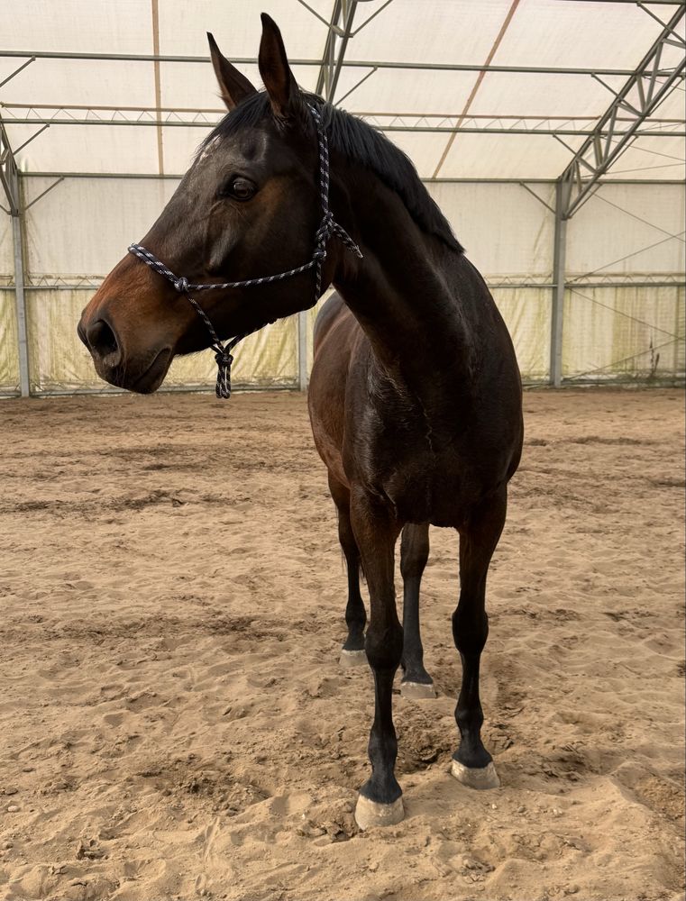 Klacz Grand Gothica