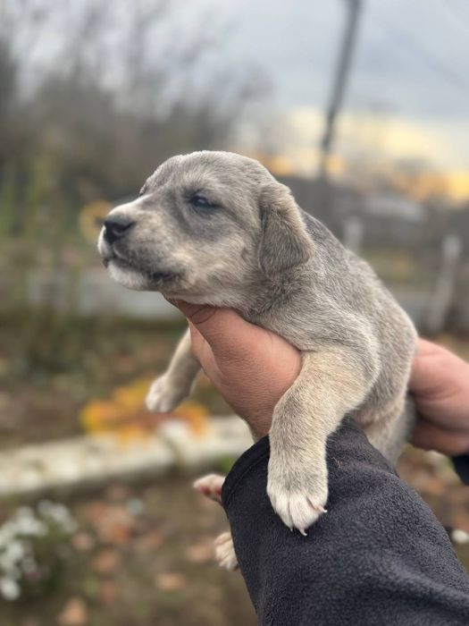 Цуцинята Лабладора