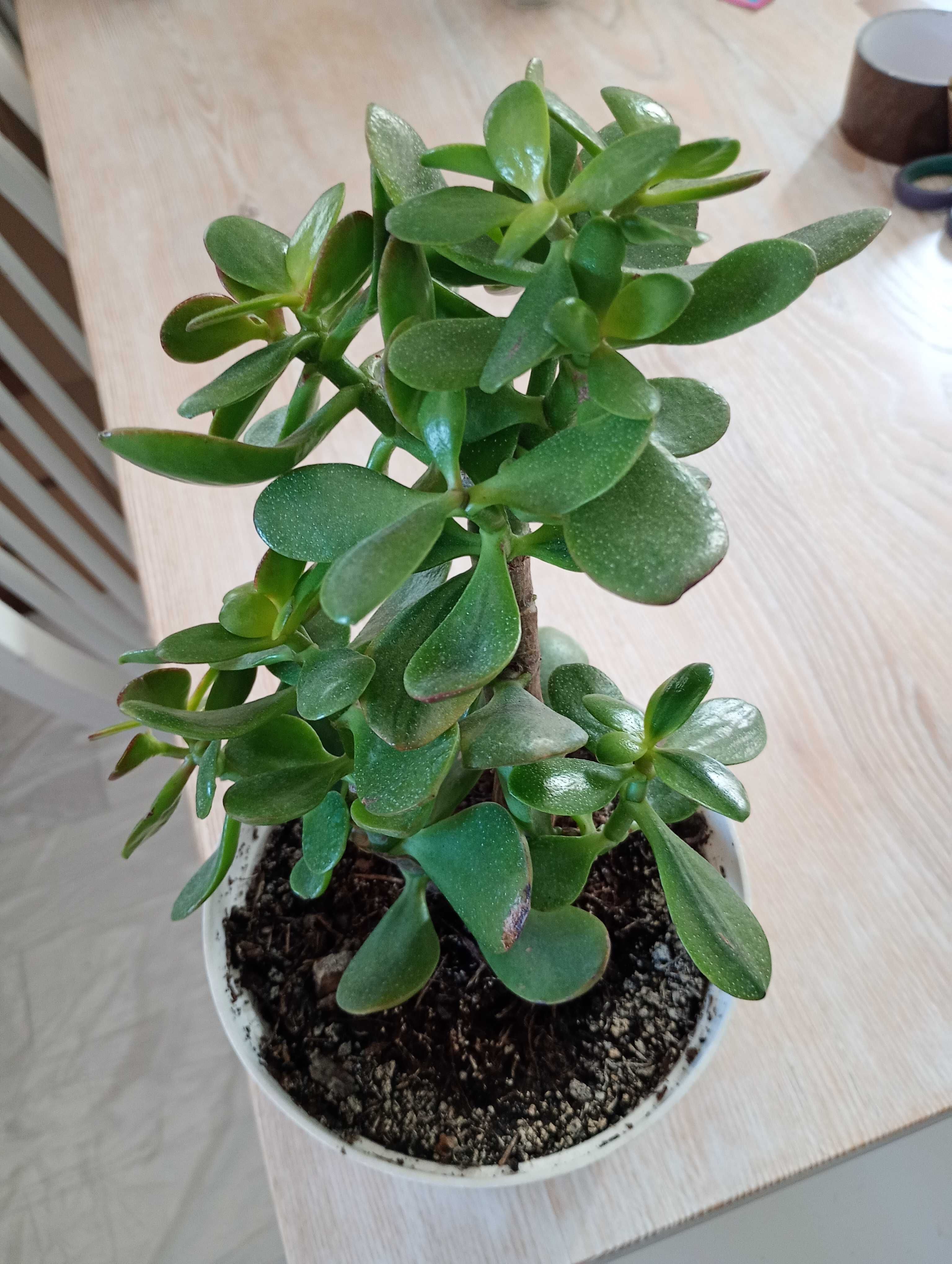 Grubosz Drzewko szczęścia 20 cm
