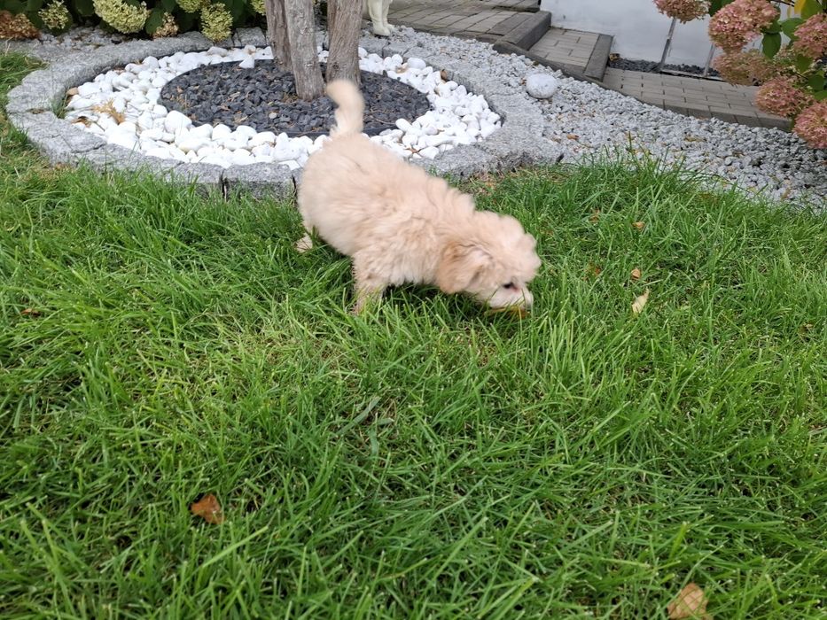 maltipoo szczeniak