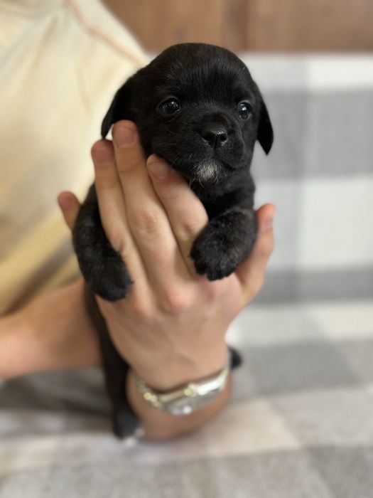 Віддаємо щенят у добрі руки, мама французький бульдог