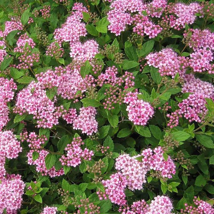 Красивые кусты спиреи