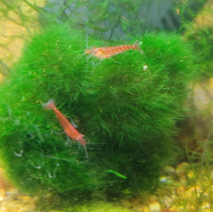 Camarões neocaridina vermelhos