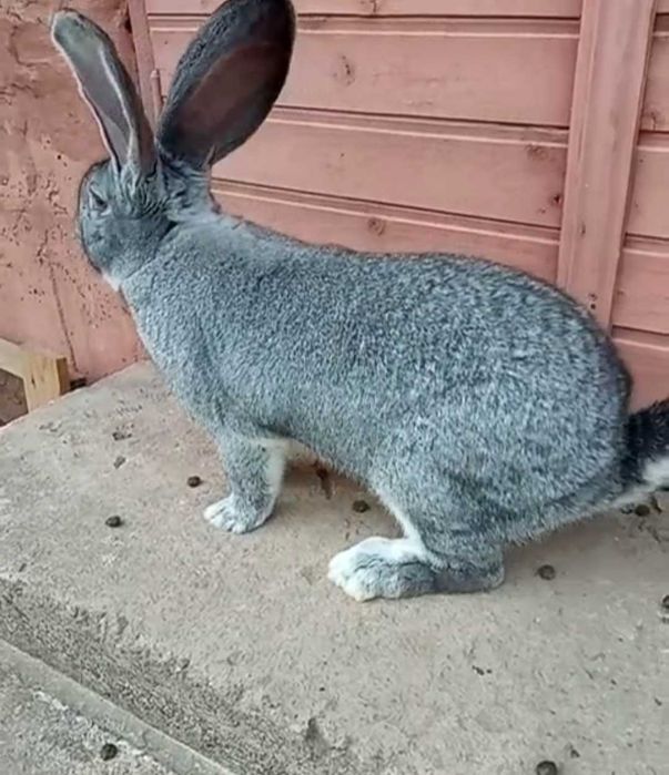 Самці, Європейська шиншила