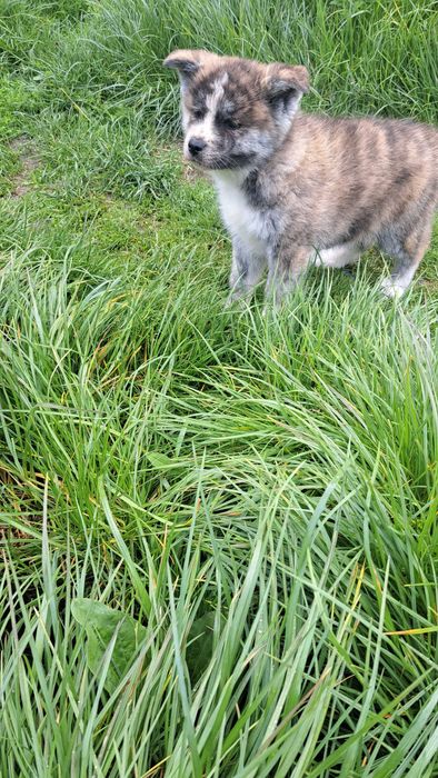 Akita inu sprzedam suczka