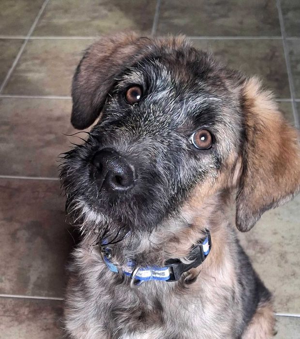 Szczeniak szuka domu