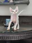 Devon Rex cudowny kociak