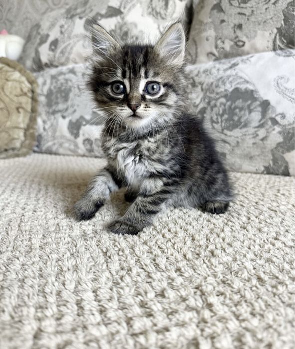 Скучно?Купите малышку