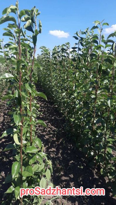 Саженцы плодовых Персик, Груши,Яблони, Нектарин, Абрикос, Колоновидные
