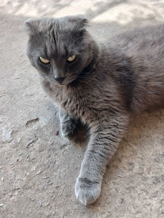 Кіт, кличка Пірат