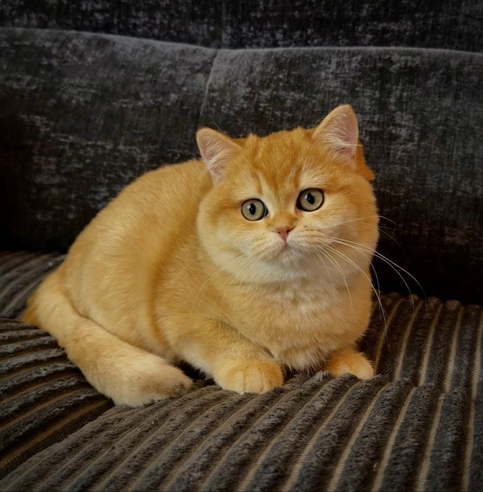 Золота шиншила! Британська!