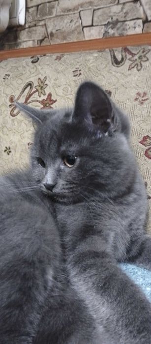 Кошеня в добрі руки безкоштовно