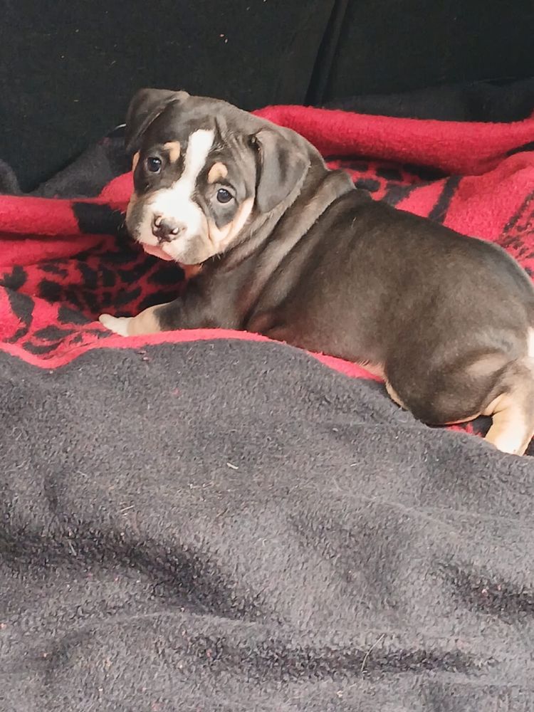 Amstaff śliczny piesek