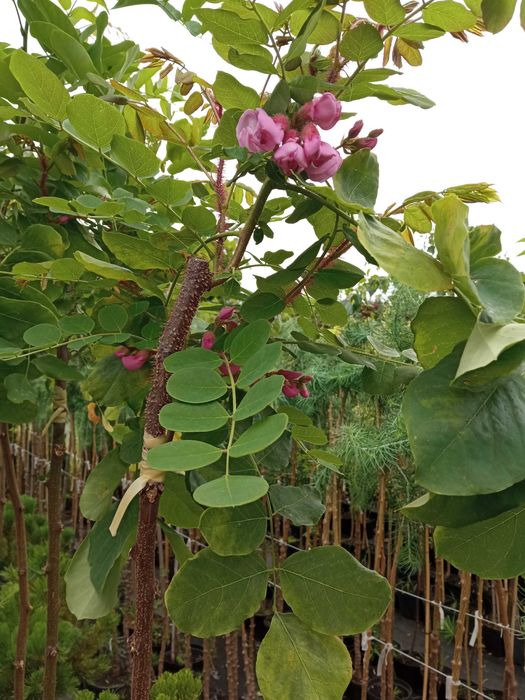 Modrzew szczepiony na pniu zwisający i kulisty