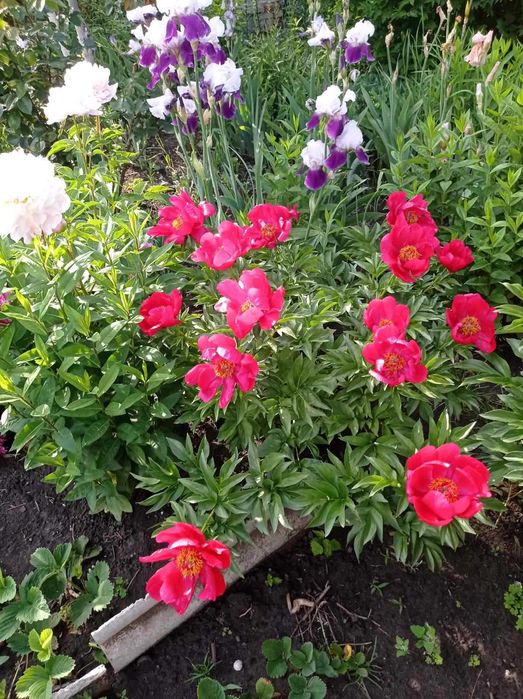 Продам саджанці різних квітів