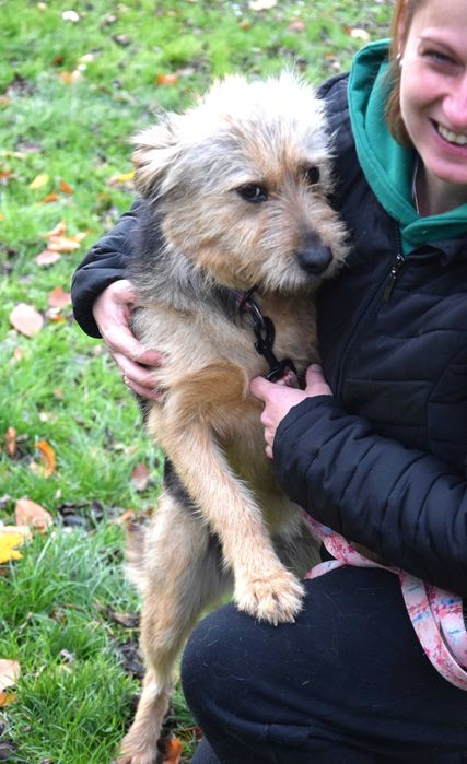 Cudna, przekochana, delikatna, porzucona, młoda sunia szuka domu