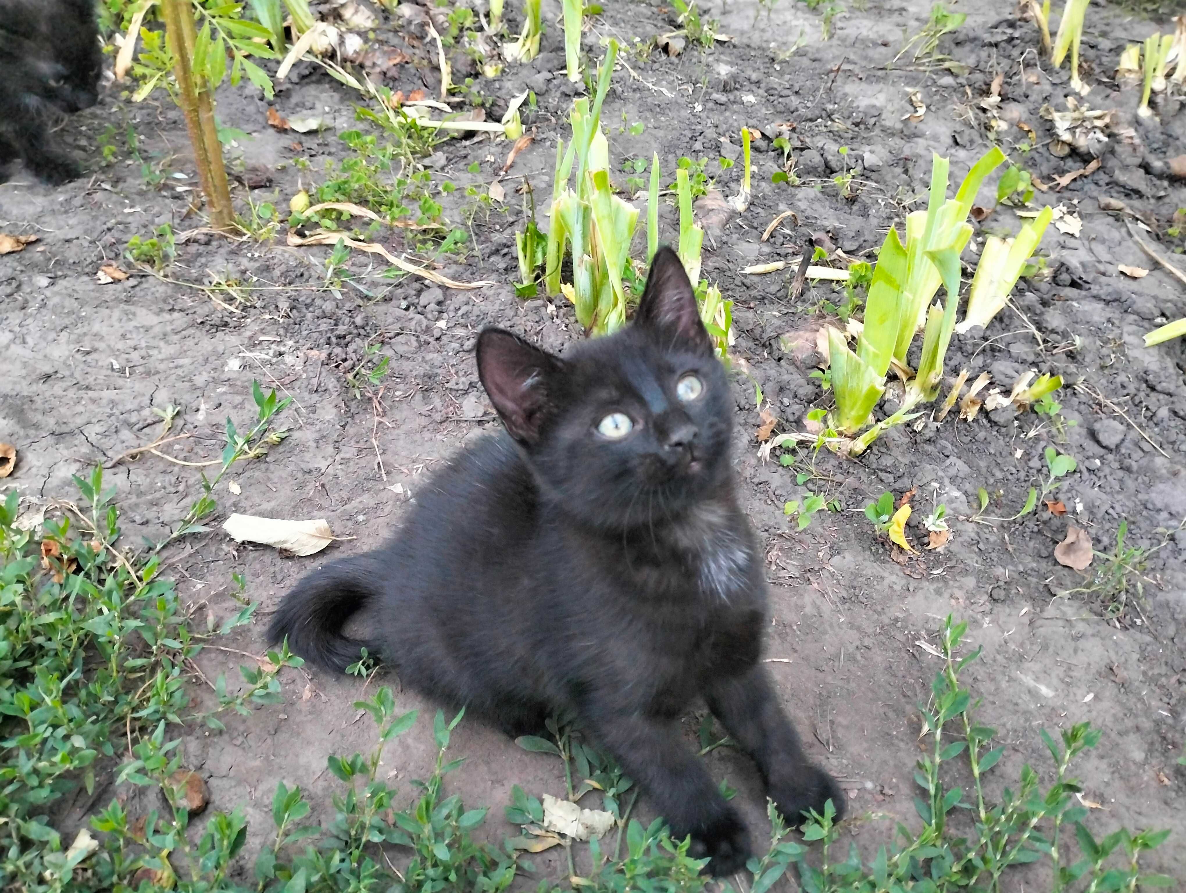 Віддам в добрі руки кошеня, котеня, котенята Рокитне