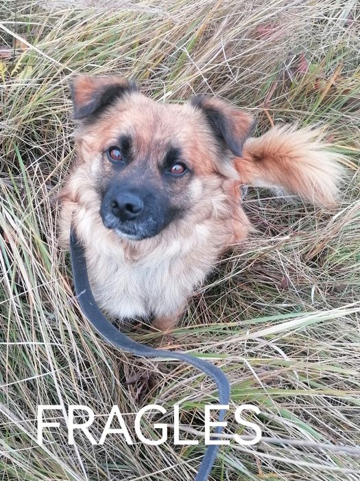 FRAGLES młody spokojny piesek poleca się do adopcji