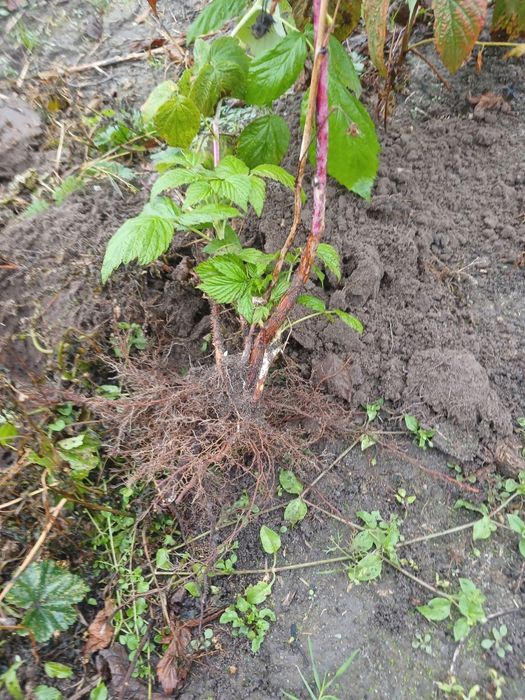 Продам саженці малини полька і полана 6 гривень один якщо багато 5 гр