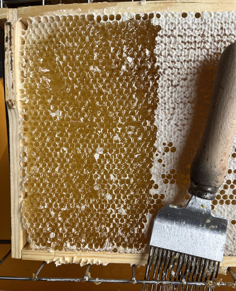 Miód pszczeli z własnej pasieki