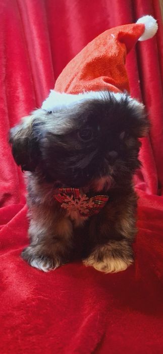 Chłopcy shih tzu