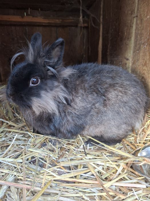 Piękna samiczka - lew miniaturka (dla dziecka)