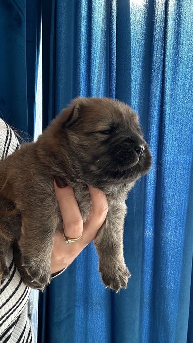 Chow chow, suczka, podkrpacie