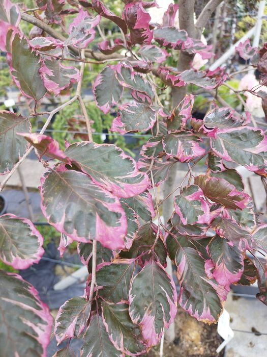 Buk purpurea tricolor